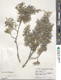 Juniperus scopulorum image