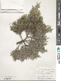 Juniperus scopulorum image