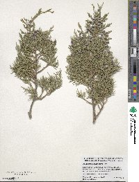 Juniperus scopulorum image