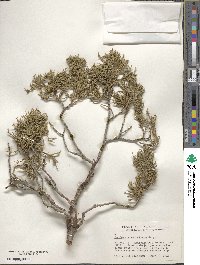 Juniperus scopulorum image