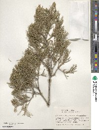 Juniperus scopulorum image