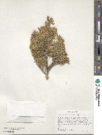 Juniperus scopulorum image