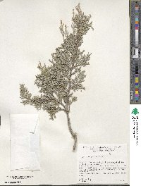 Juniperus scopulorum image