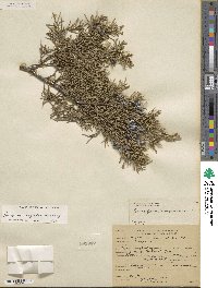 Juniperus scopulorum image