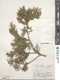 Juniperus scopulorum image