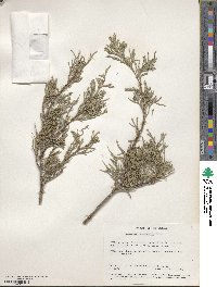 Juniperus scopulorum image