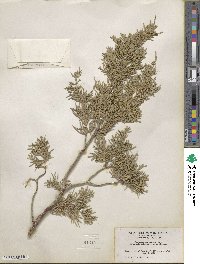 Juniperus scopulorum image