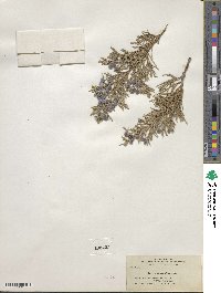 Juniperus scopulorum image