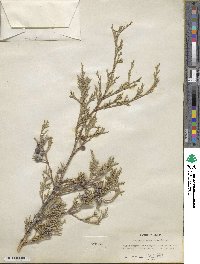 Juniperus scopulorum image