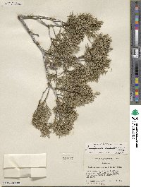 Juniperus scopulorum image