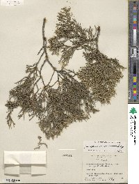 Juniperus scopulorum image