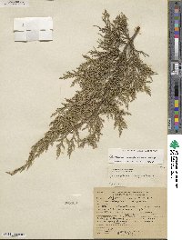 Juniperus scopulorum image