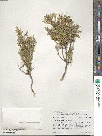 Juniperus scopulorum image