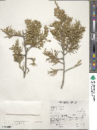 Juniperus scopulorum image