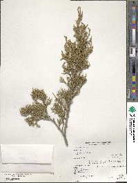 Juniperus scopulorum image