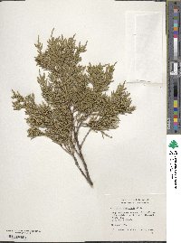 Juniperus scopulorum image