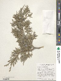 Juniperus scopulorum image