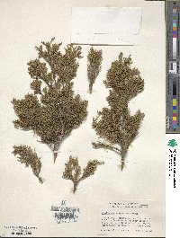 Juniperus scopulorum image