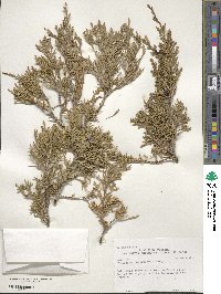 Juniperus scopulorum image