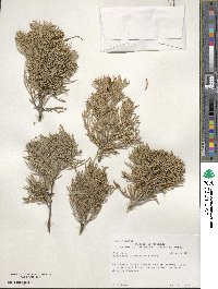 Juniperus scopulorum image