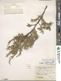 Juniperus scopulorum image