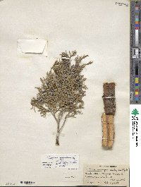 Juniperus scopulorum image