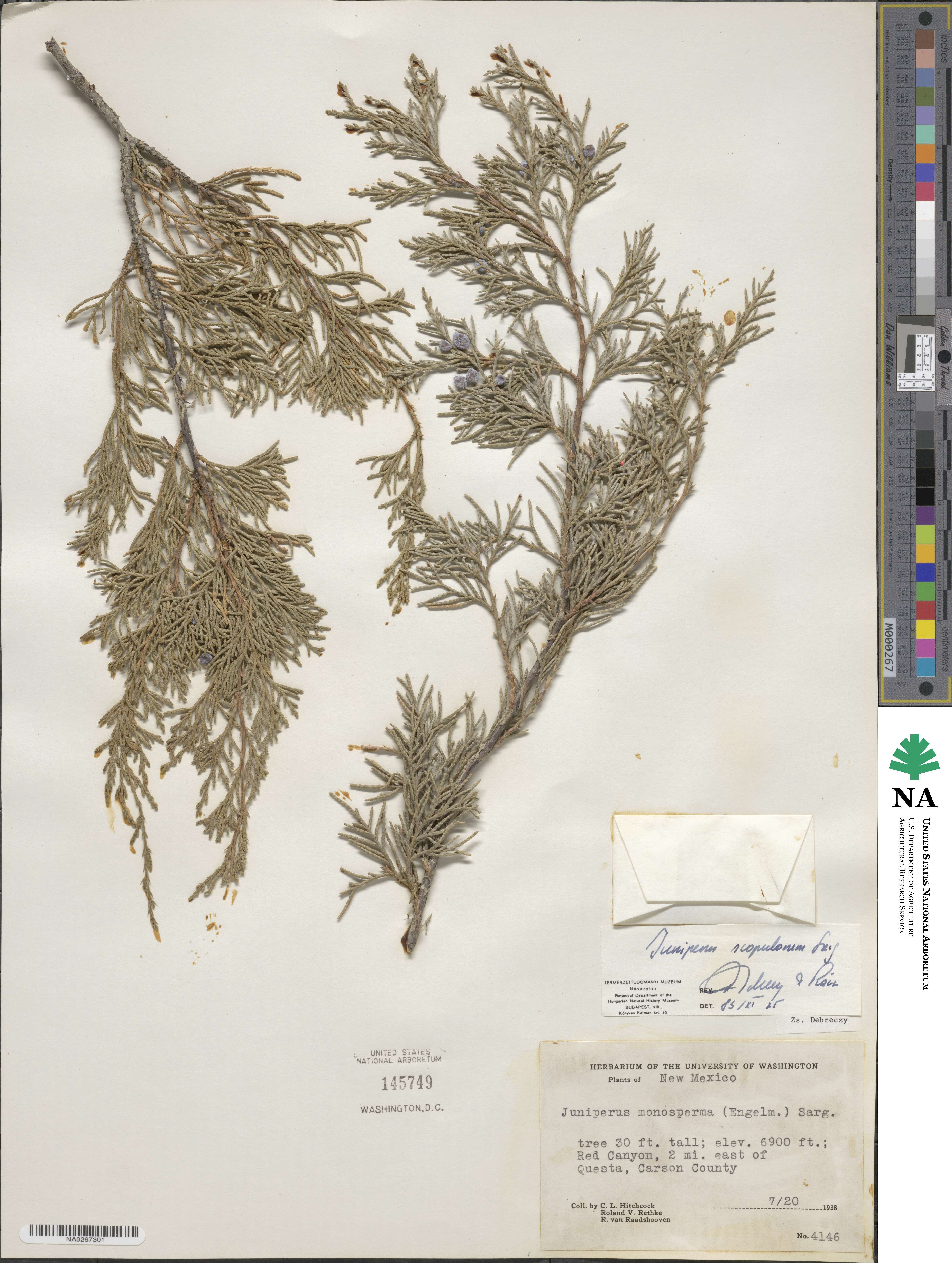 Juniperus scopulorum image