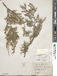 Juniperus scopulorum image