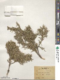 Juniperus scopulorum image