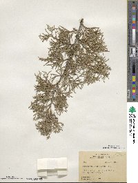 Juniperus scopulorum image