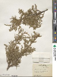 Juniperus scopulorum image