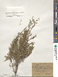 Juniperus scopulorum image