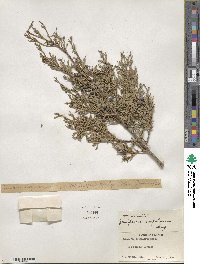 Juniperus scopulorum image