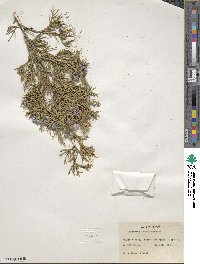 Juniperus scopulorum image