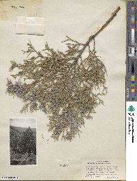 Juniperus scopulorum image