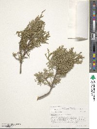 Juniperus scopulorum image