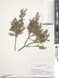 Juniperus scopulorum image