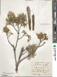 Juniperus scopulorum image