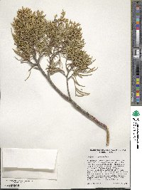 Juniperus scopulorum image