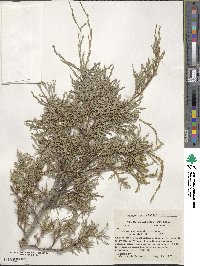 Juniperus scopulorum image