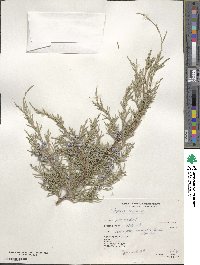 Juniperus scopulorum image