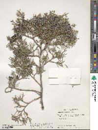 Juniperus scopulorum image