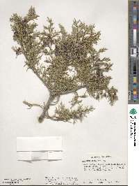 Juniperus scopulorum image