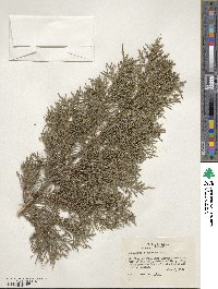 Juniperus scopulorum image