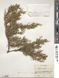 Juniperus scopulorum image