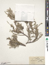 Juniperus scopulorum image