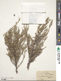 Juniperus scopulorum image