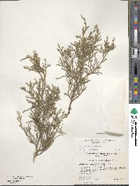 Juniperus scopulorum image