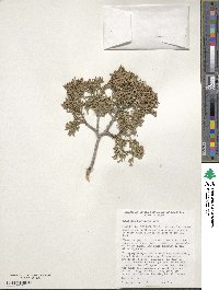 Juniperus scopulorum image