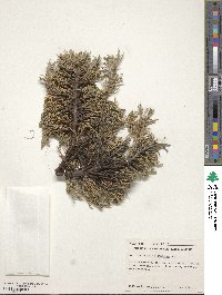 Juniperus scopulorum image